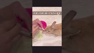 去勢手術後の薬タイム頑張ってます！ #うさぎ #bunny #ネザーランドドワーフ #rabbit #ミックス #うさぎの夫婦 ＃去勢手術