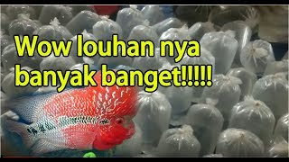 Pasar Ikan Hias Parung Bogor Kunjungan Ke 10 Koki Oranda