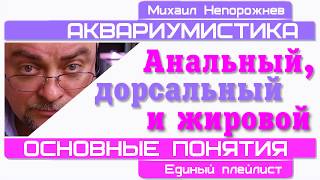 #Аквариумистика. Основные понятия.  Анальный, Дорсальный и Жировой.#shorts