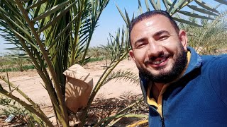 تلقيح النخيل date palm pollination