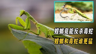 不起眼的螳螂竟然能反杀毒蛇？螳螂和毒蛇谁更猛？