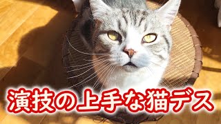 【ネコリンピック】日向ぼっこ中の猫を観察したら見事な演技を見せてくれました - He is a great gymnast -