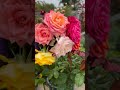 the art of rose gardening creating a colorful paradise 🌹. music flowers rose diygardening