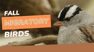 Fall Migration Bird Observations
