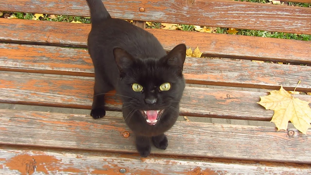 Black Cat Meows On A Bench In The Park Youtube