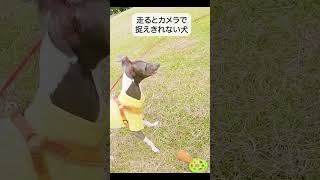 速過ぎるイタグレ/dog too fast #イタグレ #犬 #shorts #dog