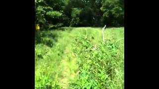 Cicada Buzz