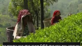 চা উৎপাদন - How tea is produced