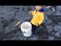 caplin in newfoundland