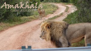 Day trip game drive to Hlosi Game Lodge in the Amakhala Game Reserve