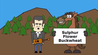 A Song About Buckwheat (Eriogonum umbellatum)