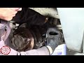 IVECO DAILY 3.0 rear brake pads replacement(依维柯DAILY后刹车片更换)