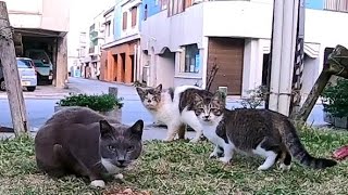 公園で猫の集会に参加するもことごこく逃げられる