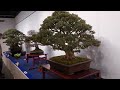 kokufu large bonsai section in 2023 part 2 b 第97回国風盆栽展前期大物盆栽