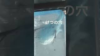 【文鳥】鳥の水浴びを下から覗く