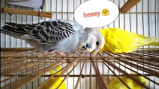 budgie calling his neighbors 🤗