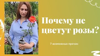 Почему не цветут розы? 7 возможных причин