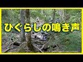 【日本の夏の音】ひぐらしの鳴き声と小さな滝 / 癒し系作業用BGM / 睡眠用BGM