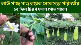 লাউ গাছে মাত্র কয়েক সেকেন্ডের পরিচর্যায় ১৫ দিনে দ্বিগুণ ফলন। শীতকালীন লাউ চাষ।