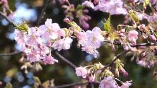 梅満開の東御苑　Higashi Gyoen Garden of plum full bloom.