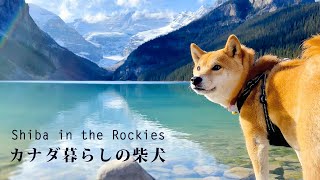 【ロッキーの宝石と称される湖】レイクルイーズを柴犬と散歩｜4K｜Walking with a Shiba Inu at Lake Louise