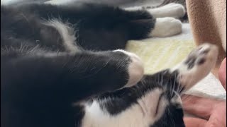 甘え方がかわいい猫と大きな古時計😸tuxedo-catハチワレ猫ざきお【猫動画】