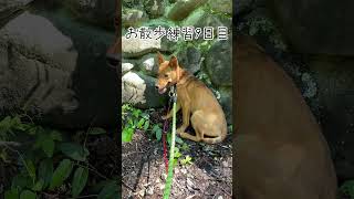 元野犬のお散歩成長期