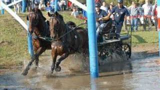 fogathajtás képekben (horse driving)