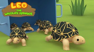 Indian Star Tortoise - Leo The Wildlife Ranger Minisode #144