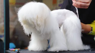 “長毛怪”來到寵物店幾小時後竟變成大美女，大家直呼太好看 ‖ Maltese Dog Grooming ‖ pet groomer ‖ 寵物美容