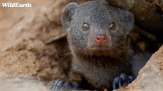 Birds, beasts, and blooms - SafariLIVE Sunset - 14 November 2024