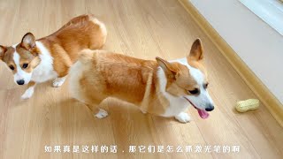 🥰萌宠vlog🐶🐱不是说狗狗是色盲吗？为啥我家柯基追激光笔，玩得这么嗨？【胖胖家的猫】