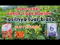 RAHASIA PUPUK PERANGSANG BUNGA DAN BUAH PADA TANAMAN CABE || INSEKTISIDA DAN FUNGISIDA CABE ORI 212