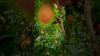 World's Most Beautiful Rambutan Fruit Video 🥝🍓 #shorts