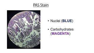 Types of histology stains