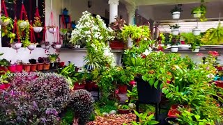 Garden in the Rain /എൻ്റെ ഗാർഡനിലെ മഴക്കാഴ്‌ച്ചകൾ