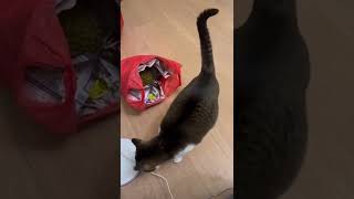 Cat's reaction to the smell of durian | 猫咪闻到榴莲味道的反应