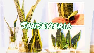 산세베리아 수경재배🌿번식잘하는3가지비법sansevieria plant in water 다육식물