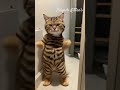 Cute Cat Dance - 2 #cat #cats #catdance #catlover #catvideos ##tamil #tamilsong #song #music #love