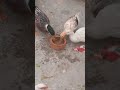 ducks mashallah