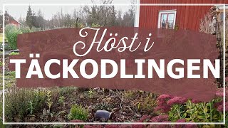 Höst i täckodlingen