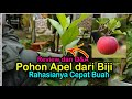 Cara nanam apel dari biji agar cepat berbuah (update hasil semai)