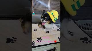 当スクールの小型看板犬  チワワのパフィーちゃん   #チワワ #小型犬