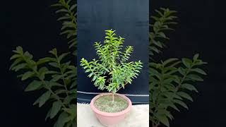 how how to branch pruning process Chinese guava plant #shortvideo