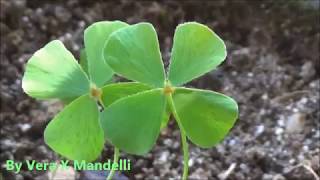 * TREVO-DE-QUATRO-FOLHAS * * FOUR-LEAF CLOVER * . 10 .