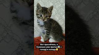 Вот проснётесь, а Кузенька уже пропал😱 с голоду и холоду☹️ #кот #котёнок #юмор #смешныевидео #коты