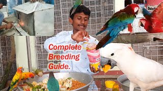 Proper Breeding Guide Tips Of exotic Birds Parrots / Perfect Care And Treatments of Birds.