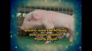 ఒప్పంద వ్యవసాయం (contract farming )పద్ధతిలో సేంద్రియ పందుల పెంపకం organic pig farming:9948746408