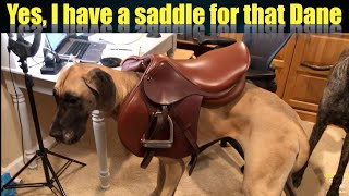 Yes, I have a saddle for that Dane