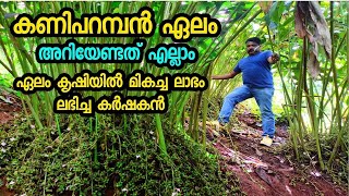 variety cardamom plant  framing  new elam Kaniparamban ഏലം കൃഷി ഈ ഇനം 100% നേട്ടം #elachi #cardamom